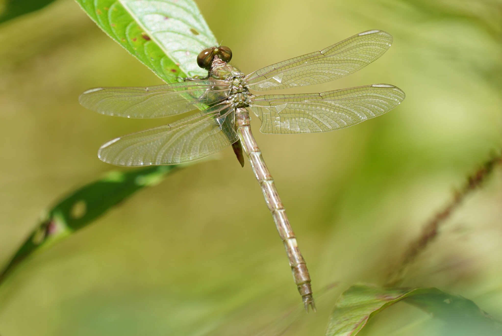 Sivun Progomphus clendoni Calvert 1905 kuva