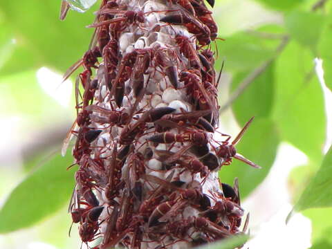 Image of Polistes stabilinus Richards 1978