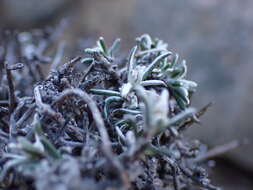 Amphiglossa tomentosa (Thunb.) Harv. resmi