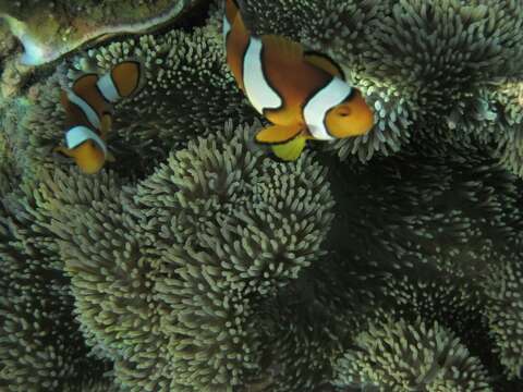 Imagem de Amphiprion ocellaris Cuvier 1830