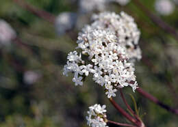 Image of Valeriana asarifolia Dufresne