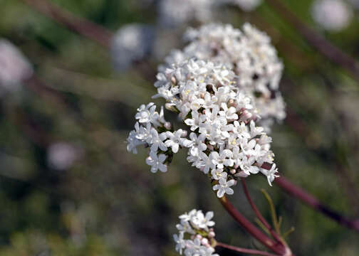 Image of Valeriana asarifolia Dufresne