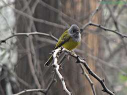 Image of Canary-flycatcher