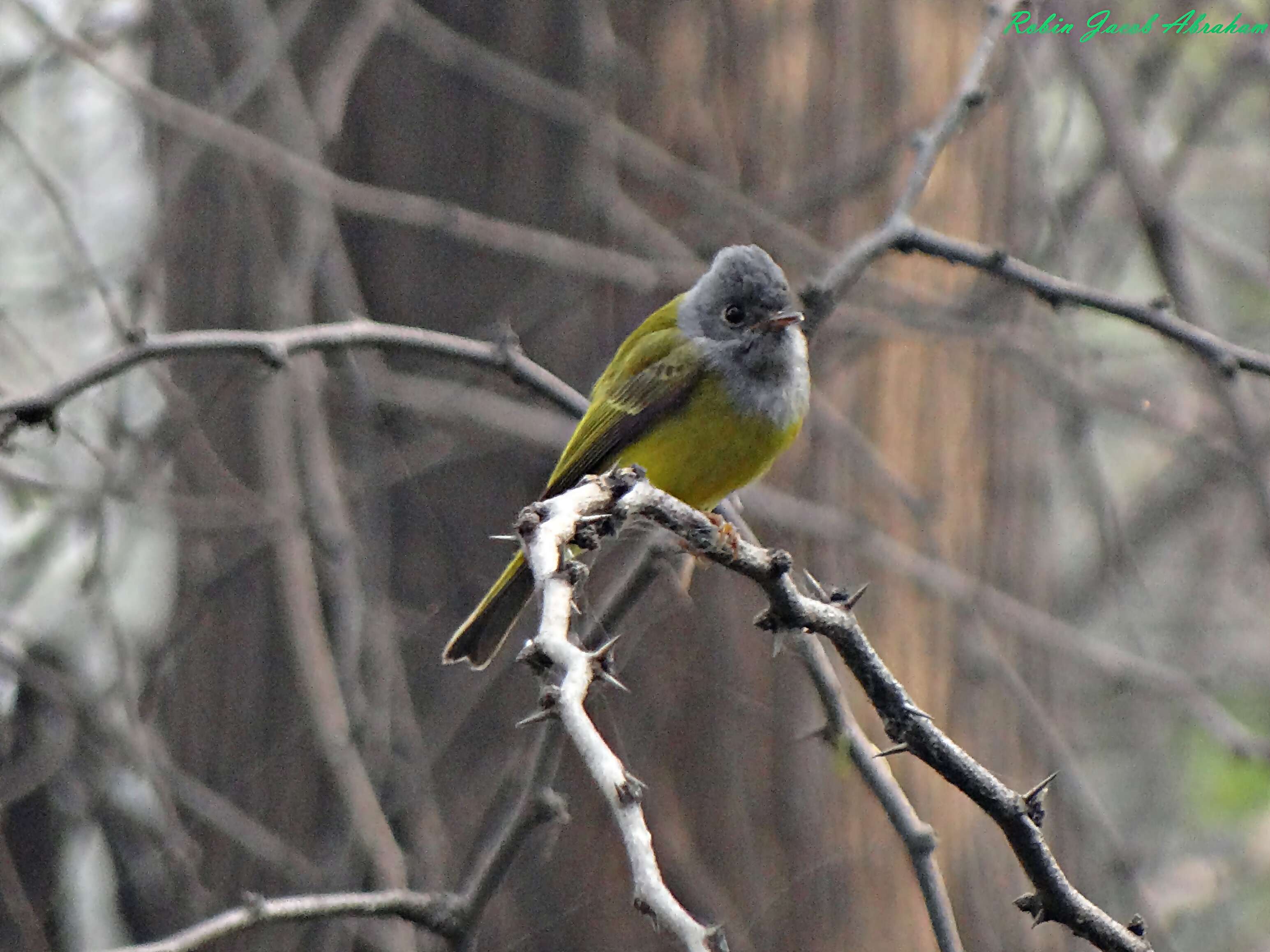 Image of Canary-flycatcher