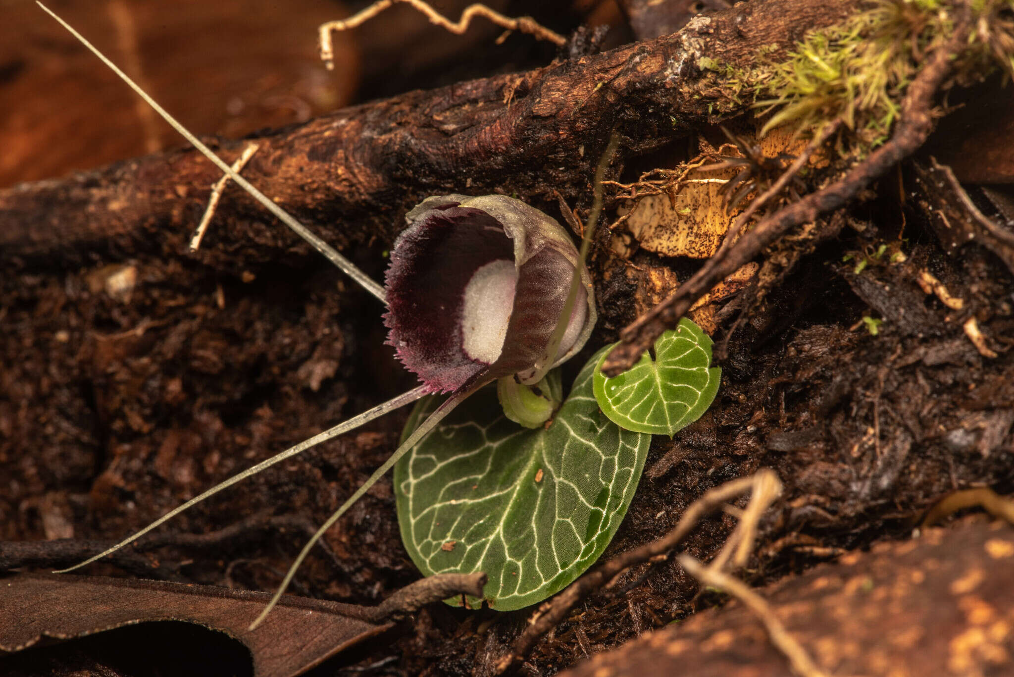 Image of Corybas crenulatus J. J. Sm.