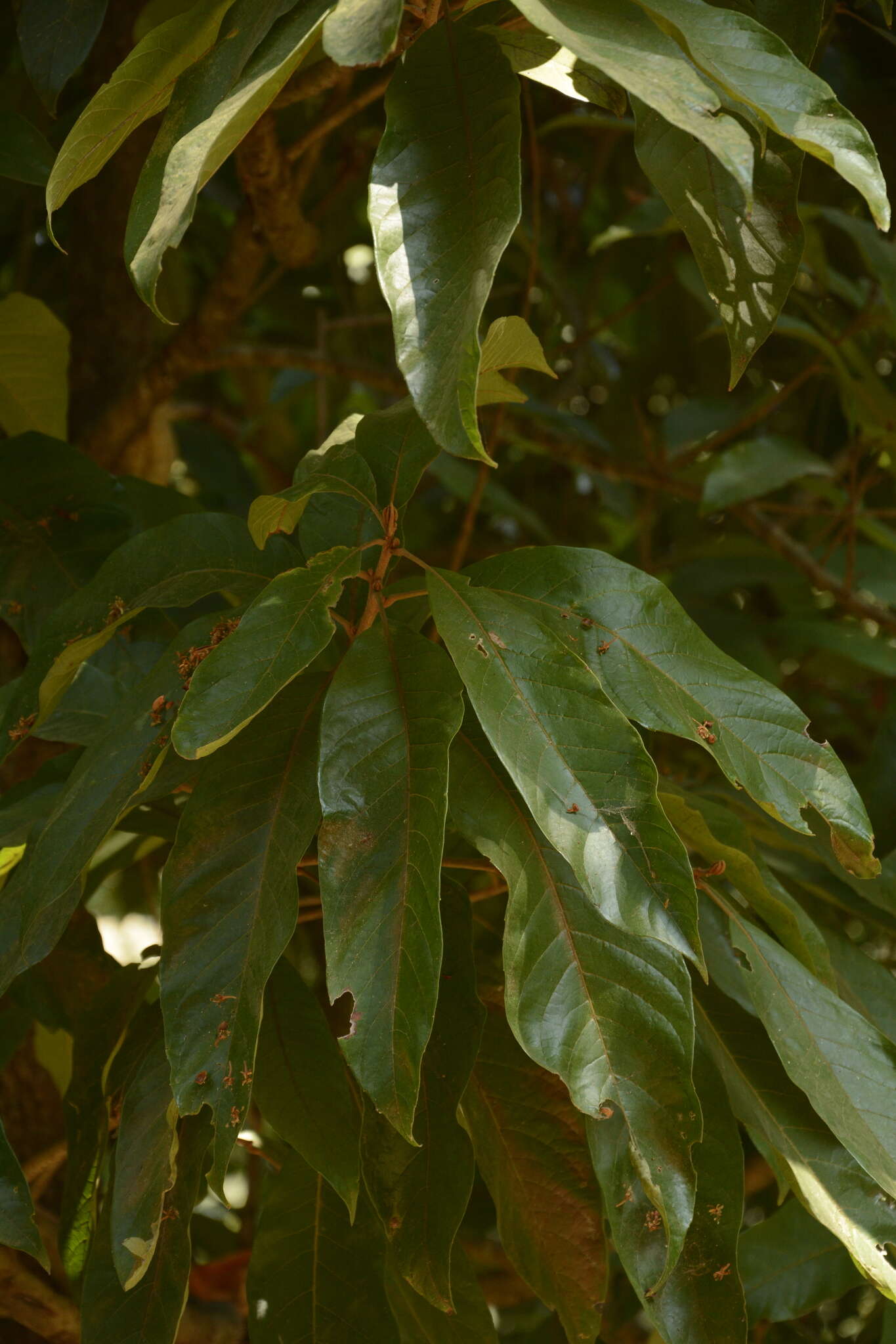 Image of Meliosma simplicifolia subsp. pungens (Walp.) van Beusekom