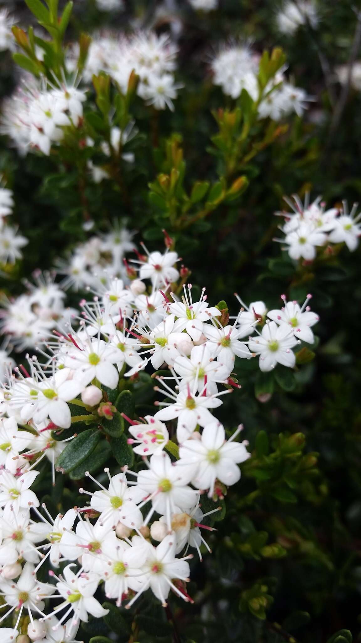 Image of Sand-Myrtle