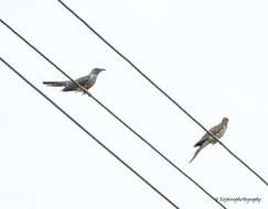 Image of Plaintive Cuckoo