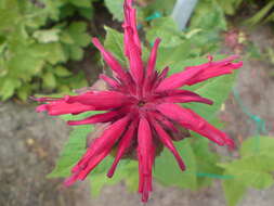 Image of scarlet beebalm