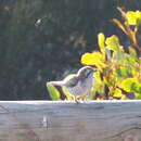 Image of Horsfield's Bronze Cuckoo