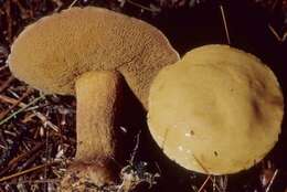 Image of Suillus punctipes (Peck) Singer 1945