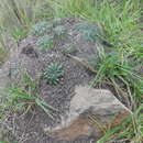 Image de Echinopsis backebergii Werderm.