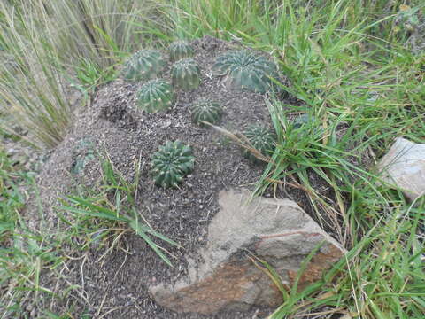 Echinopsis backebergii Werderm.的圖片