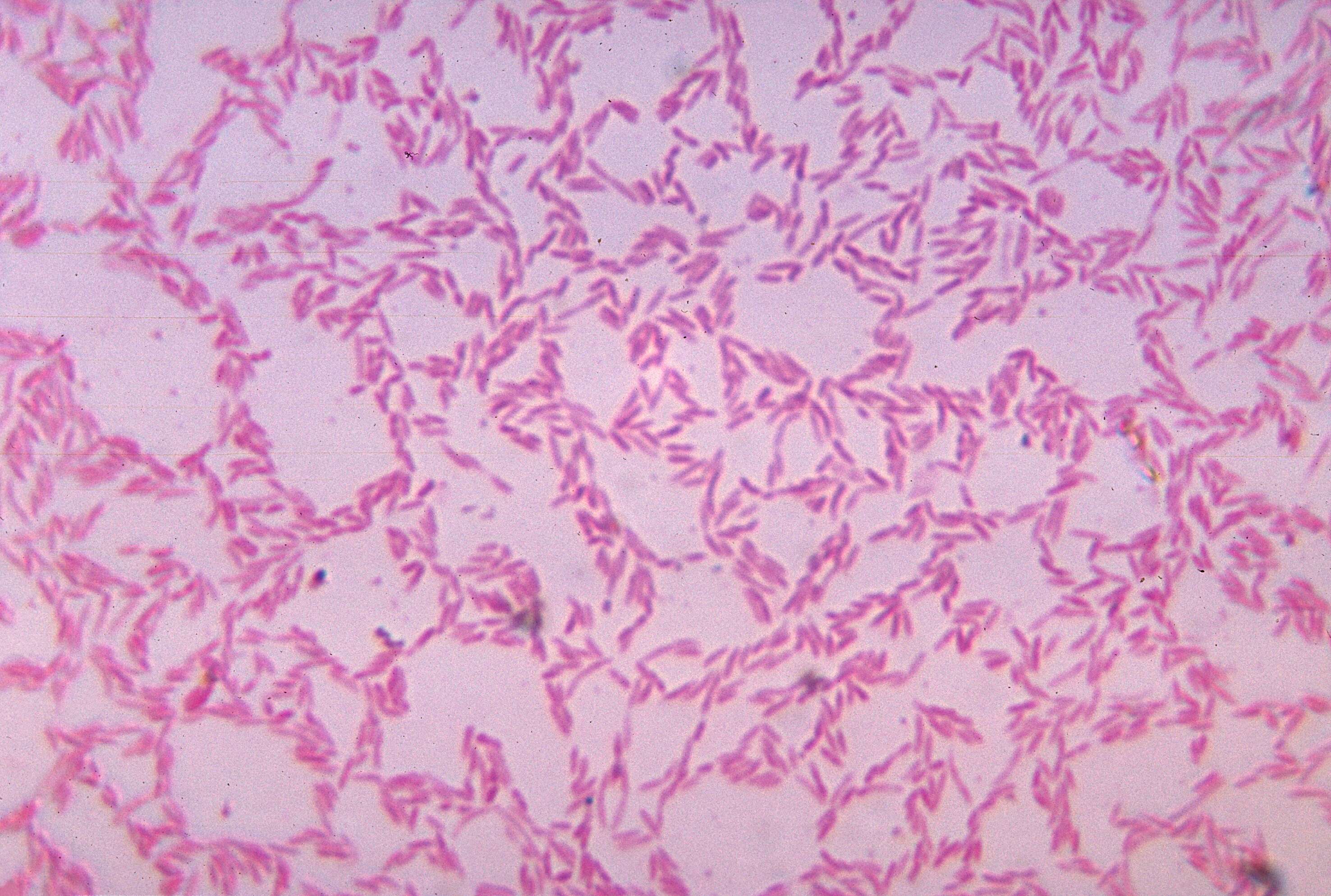 Image of Bacteroides