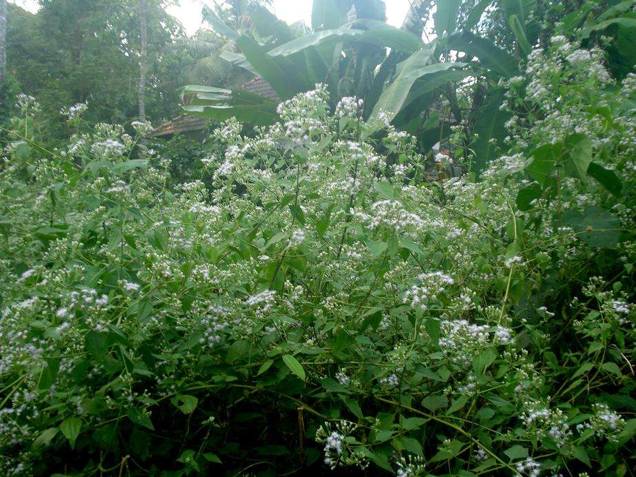 Image of Jack in the bush