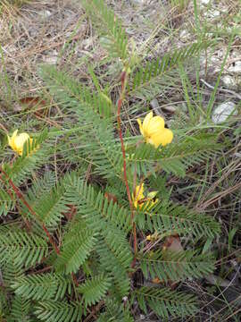 Image of Florida Keys sensitive pea