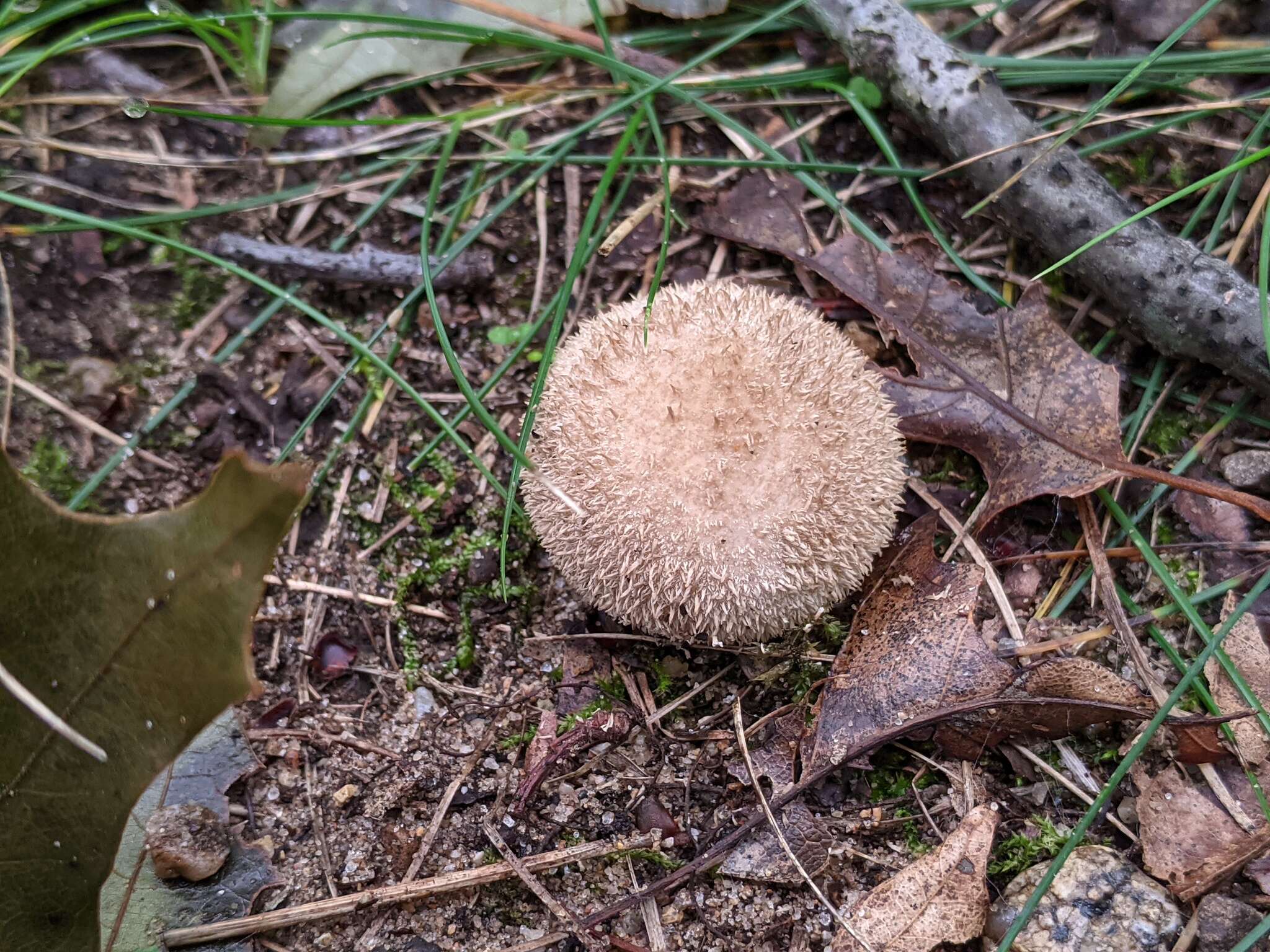 Image of Lycoperdon mauryanum Pat. ex Demoulin 1972