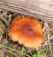 Pholiota communis (Cleland & Cheel) Grgur. 1997 resmi