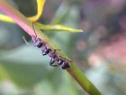 صورة Myrmecia infima Forel 1900