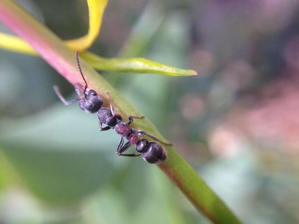 صورة Myrmecia infima Forel 1900