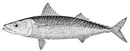 Image of Pacific Chub Mackerel
