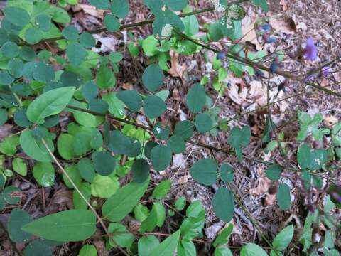 Image of smooth small-leaf ticktrefoil