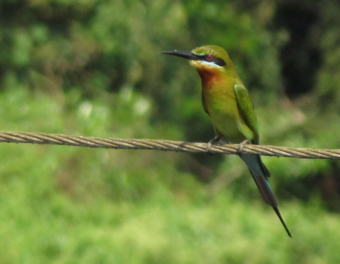 Image of Blue-tailed Bee-eater