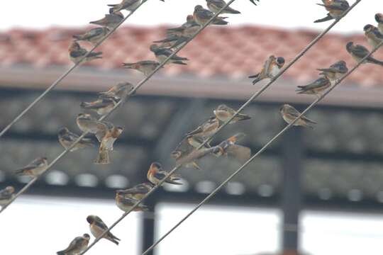 Petrochelidon rufocollaris (Peale 1849) resmi