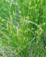 Image de Carex alba Scop.