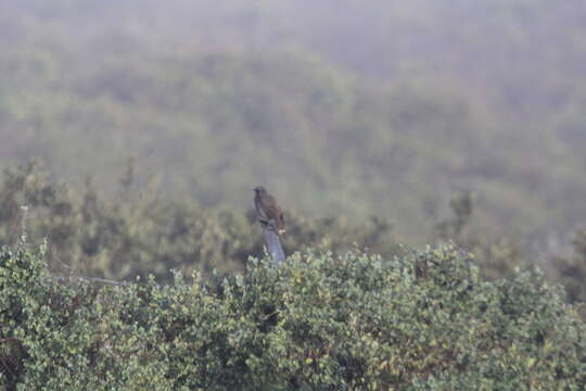 Image of Cape Robin