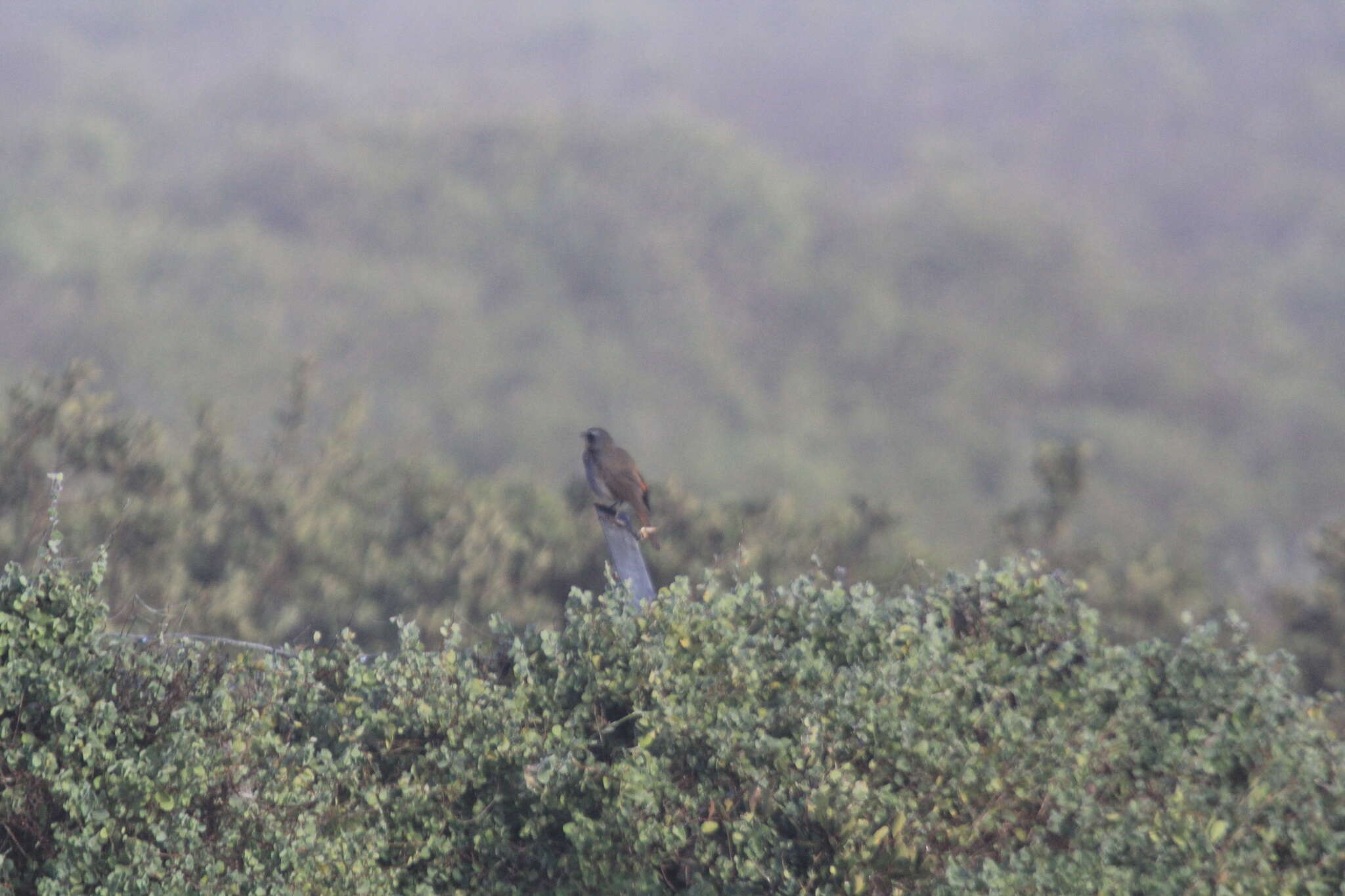 Image of Cape Robin