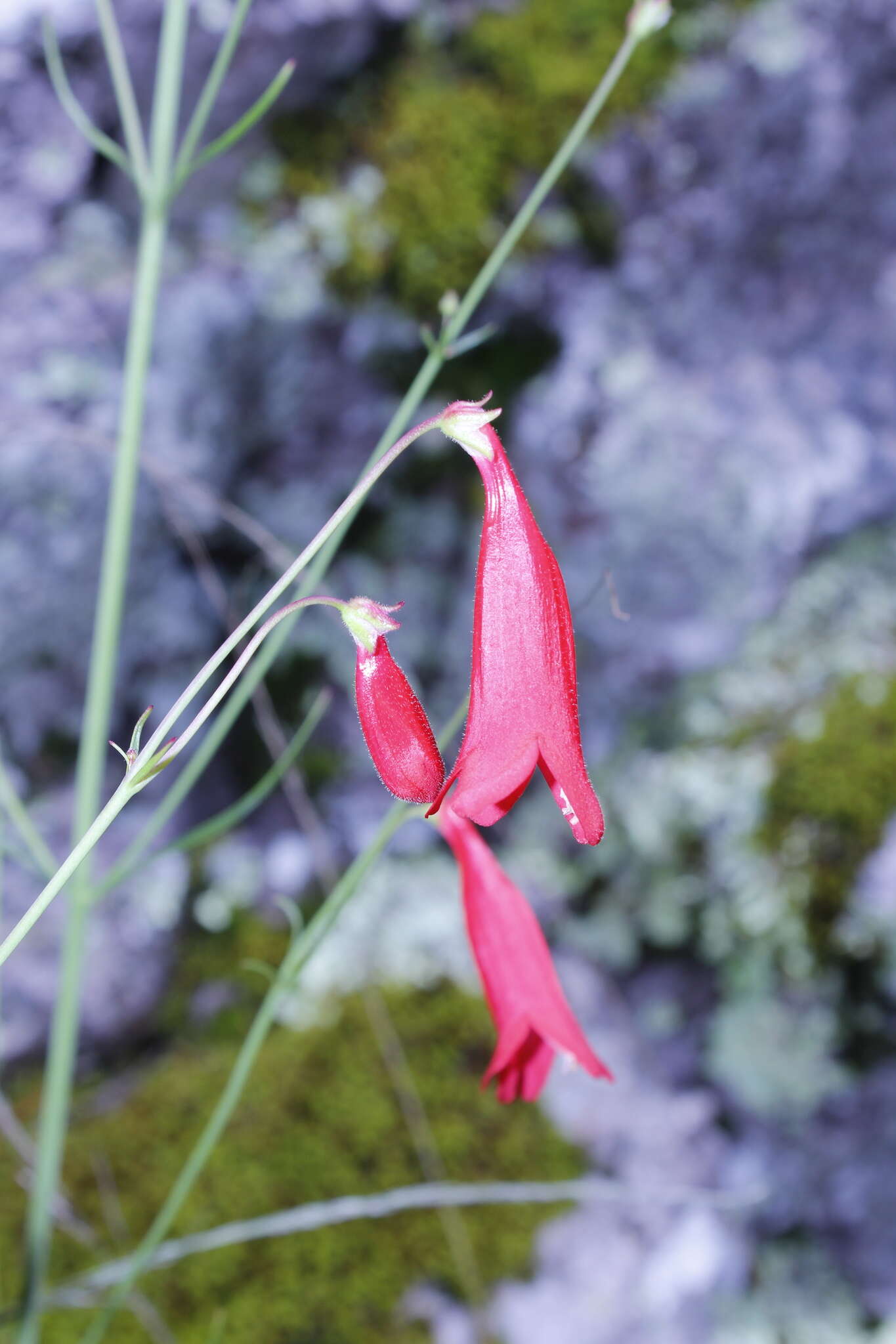 Image of Penstemon wislizenii (A. Gray) Straw