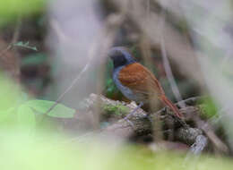 Image of White-bellied Antbird