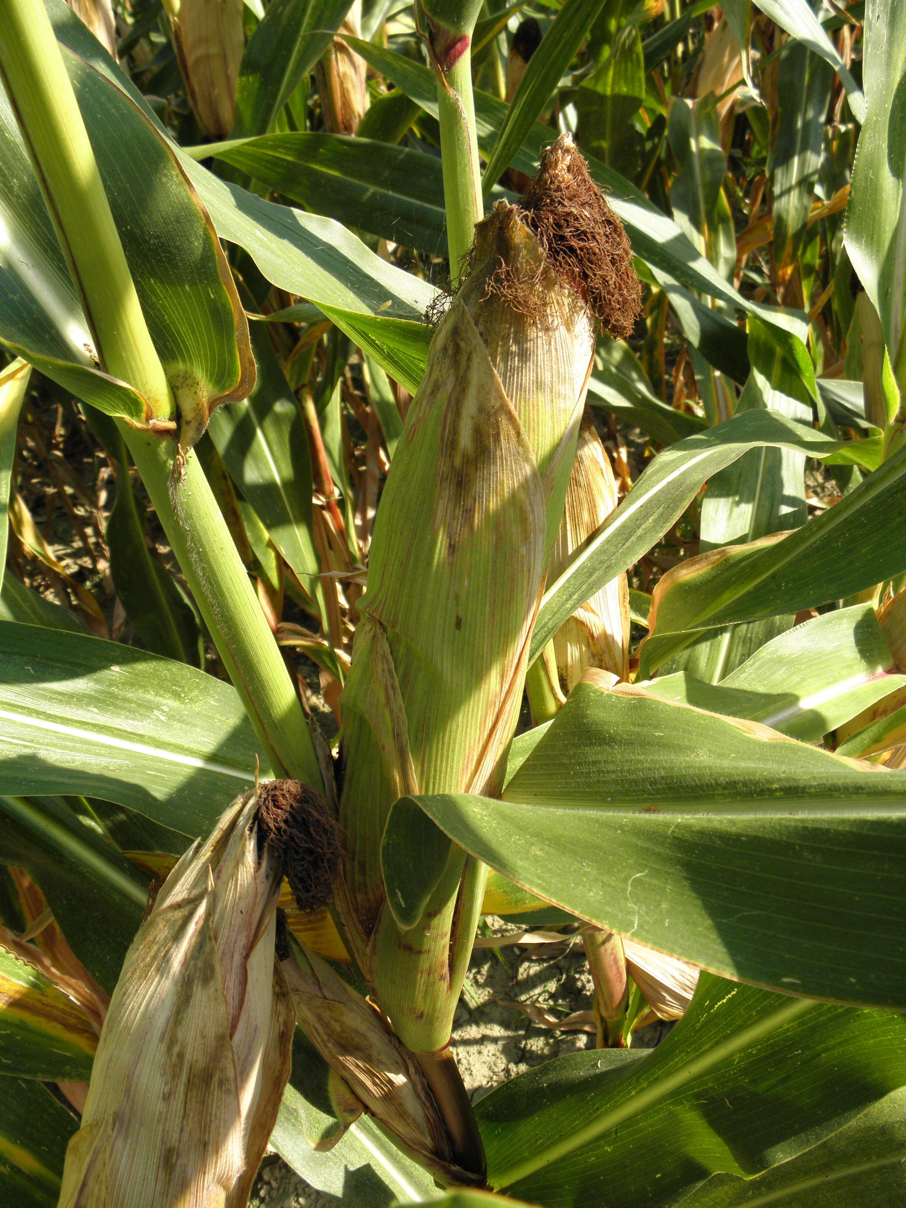 Image of corn