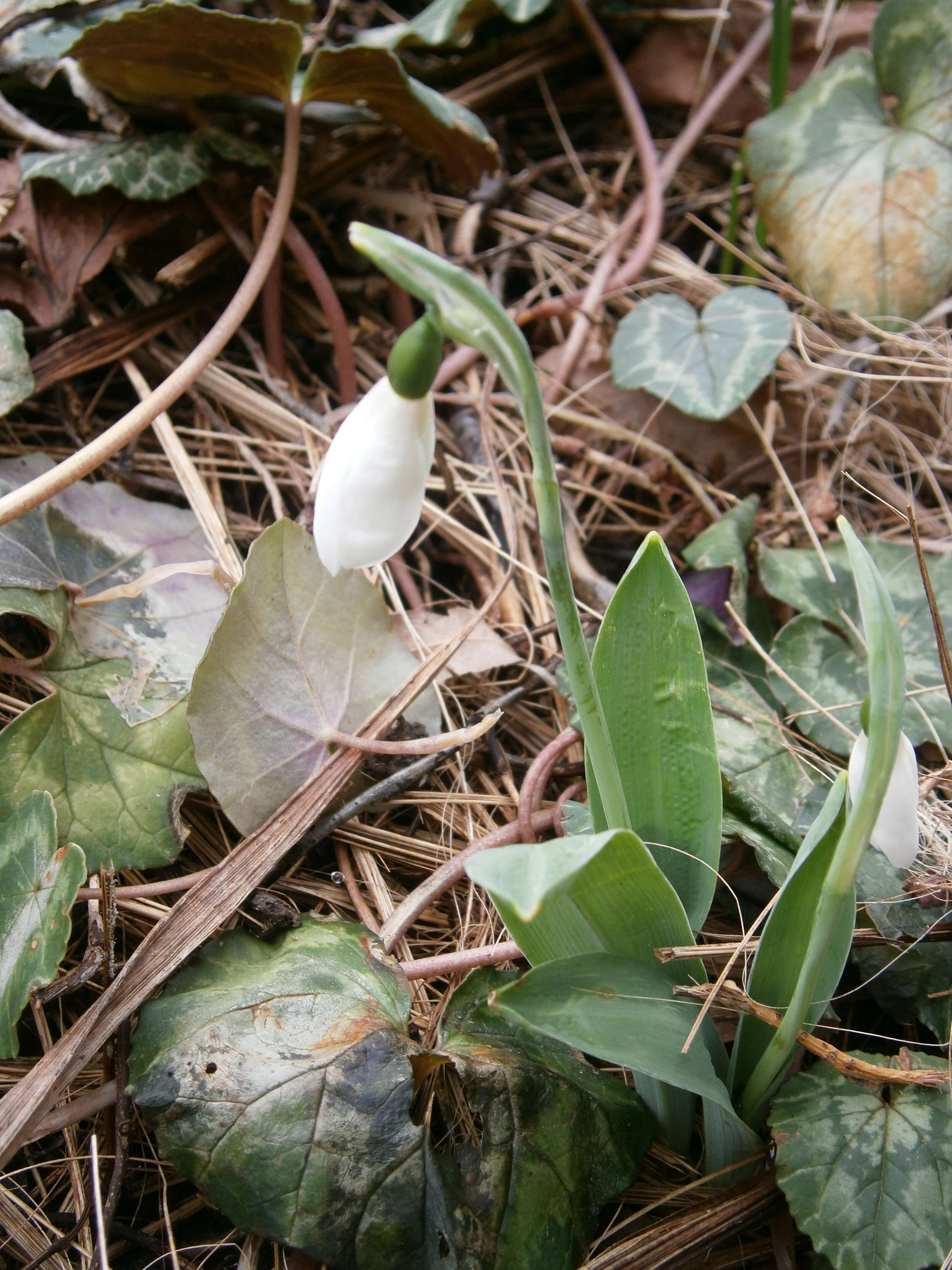 Image of giant snowdrop