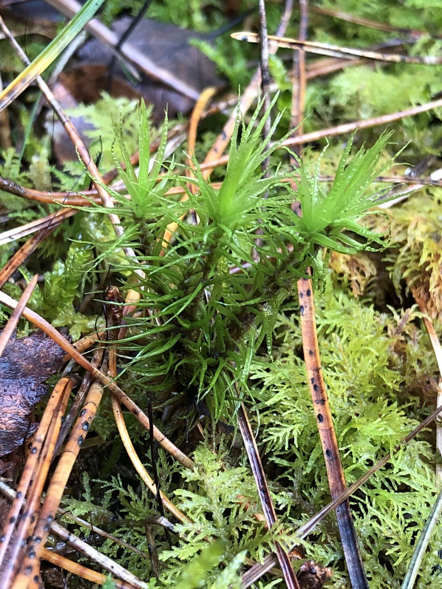 Image of Bonjean's dicranum moss