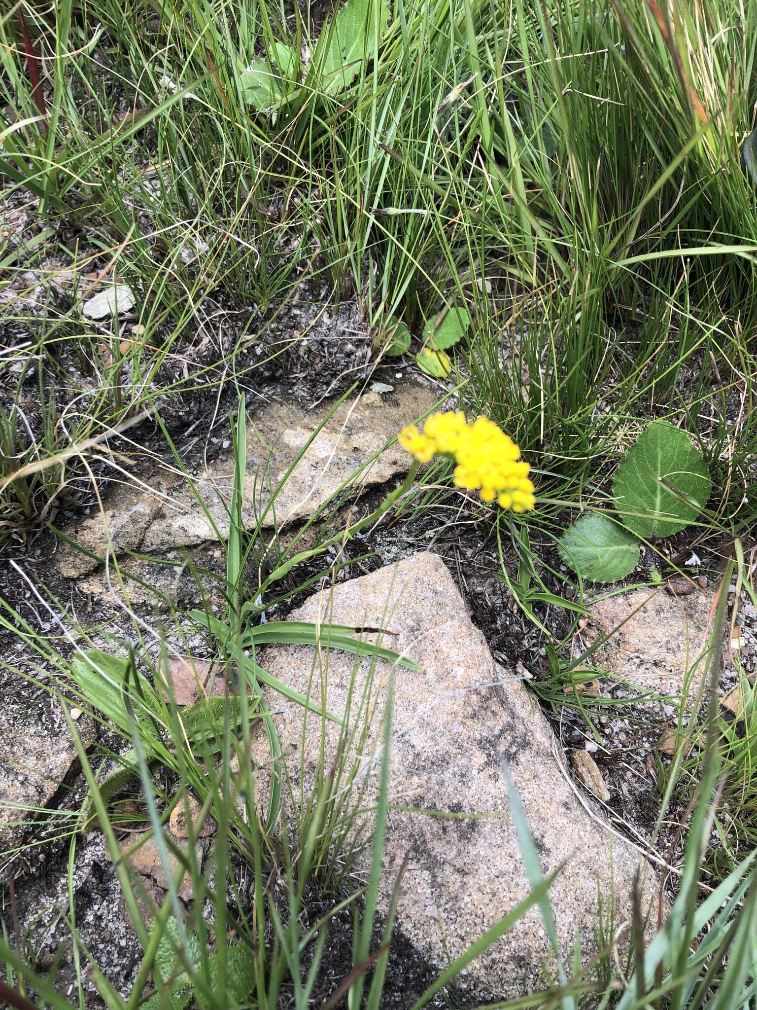 Слика од Schizochilus cecilii subsp. transvaalensis (Rolfe) H. P. Linder