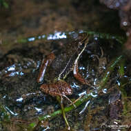 Image of Hylodes dactylocinus Pavan, Narvaes & Rodrigues 2001