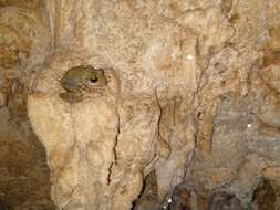 Image of Yucatan Rainfrog