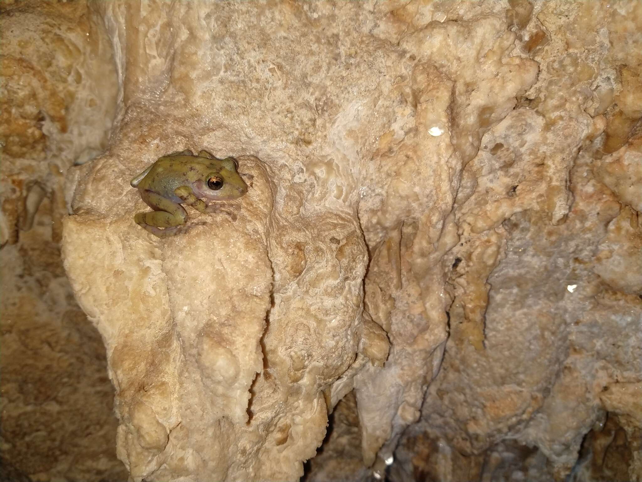 Image of Yucatan Rainfrog