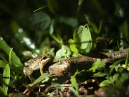 Image of Minervarya frog