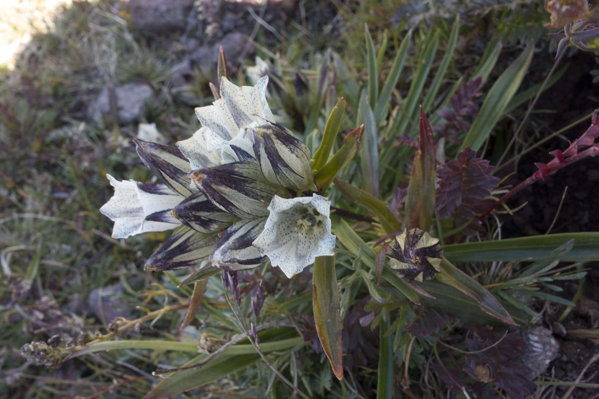 Image of arctic gentian