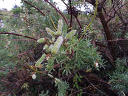 Image of yellow bush lupine