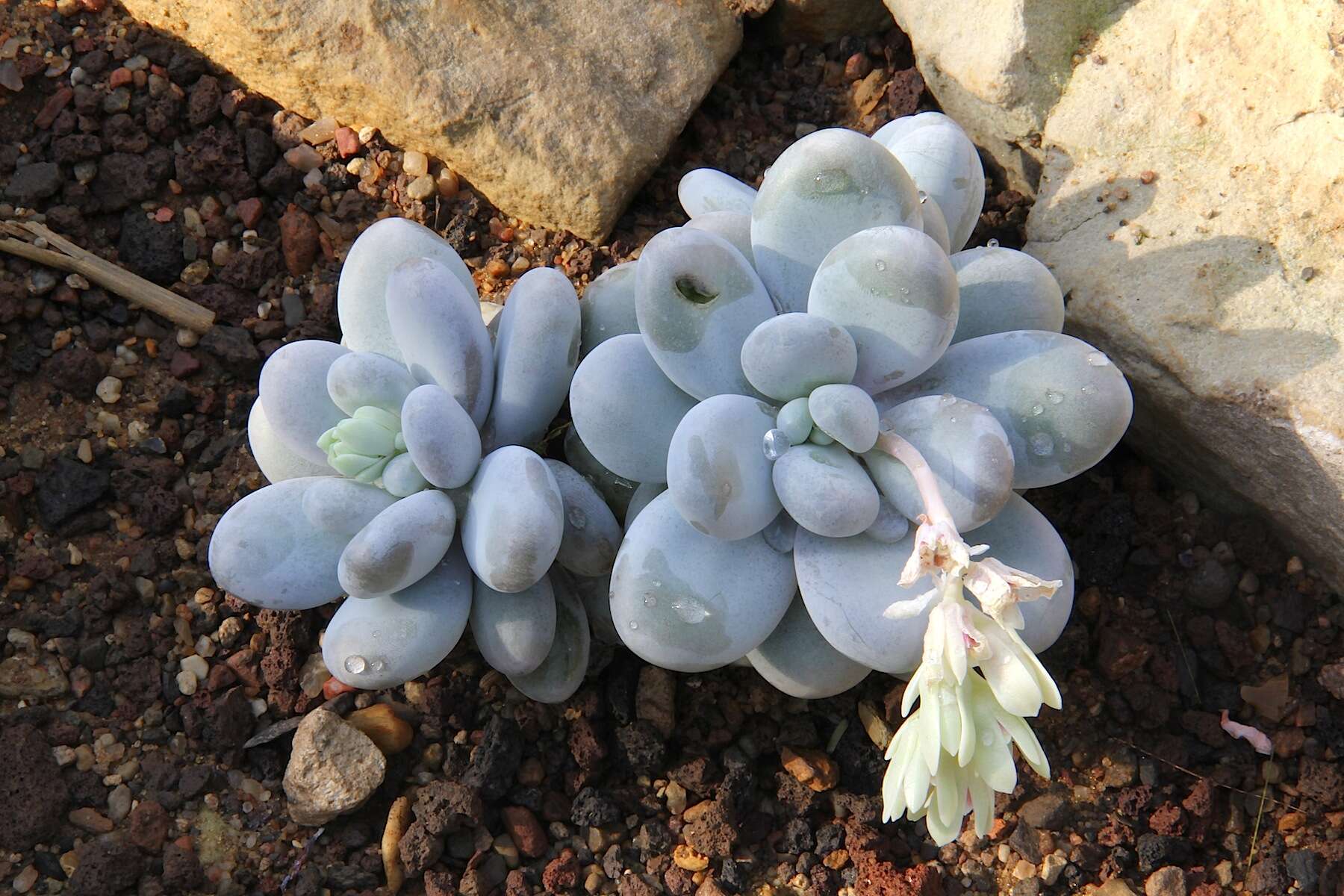 Image of Pachyphytum oviferum J. A. Purpus