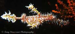 Image of Ornate ghost pipefish