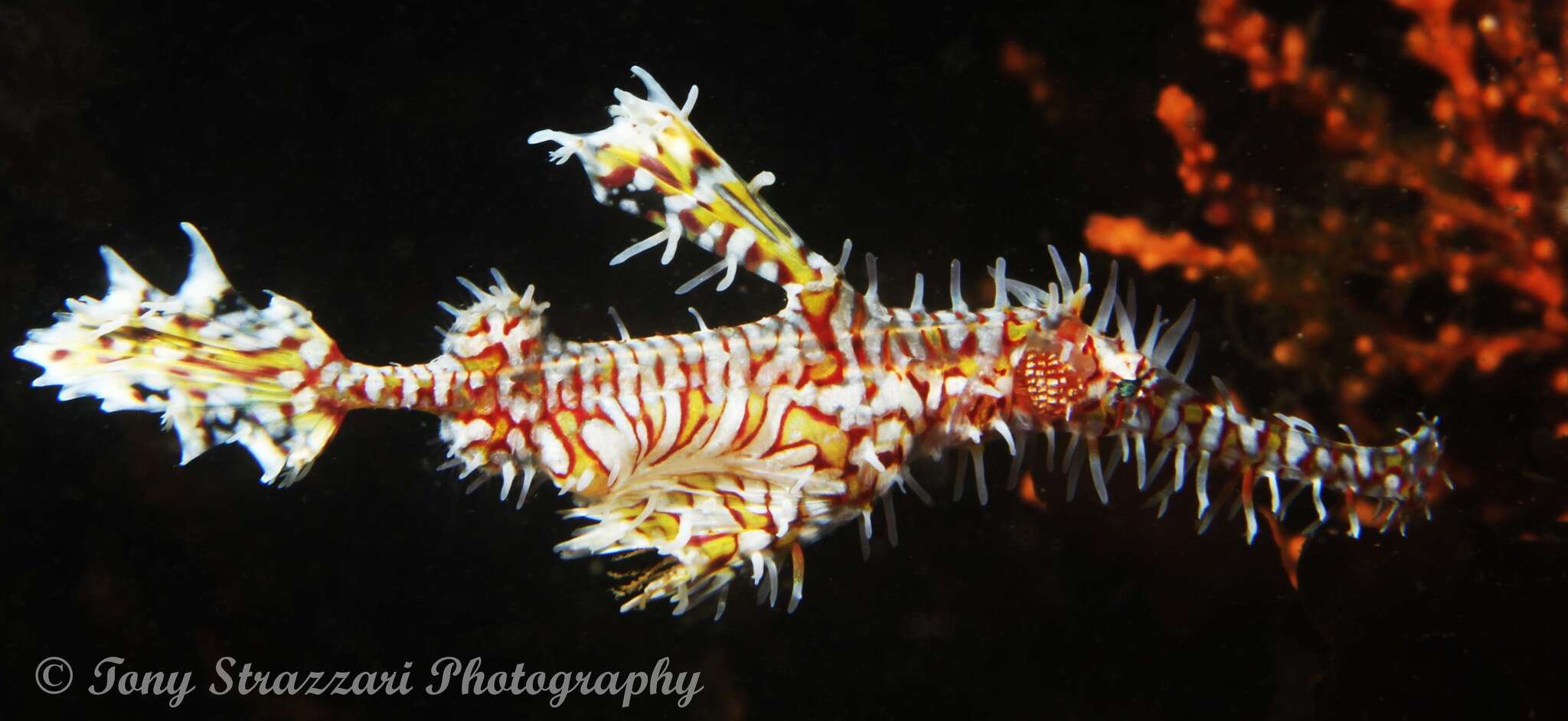 Image of Ornate ghost pipefish