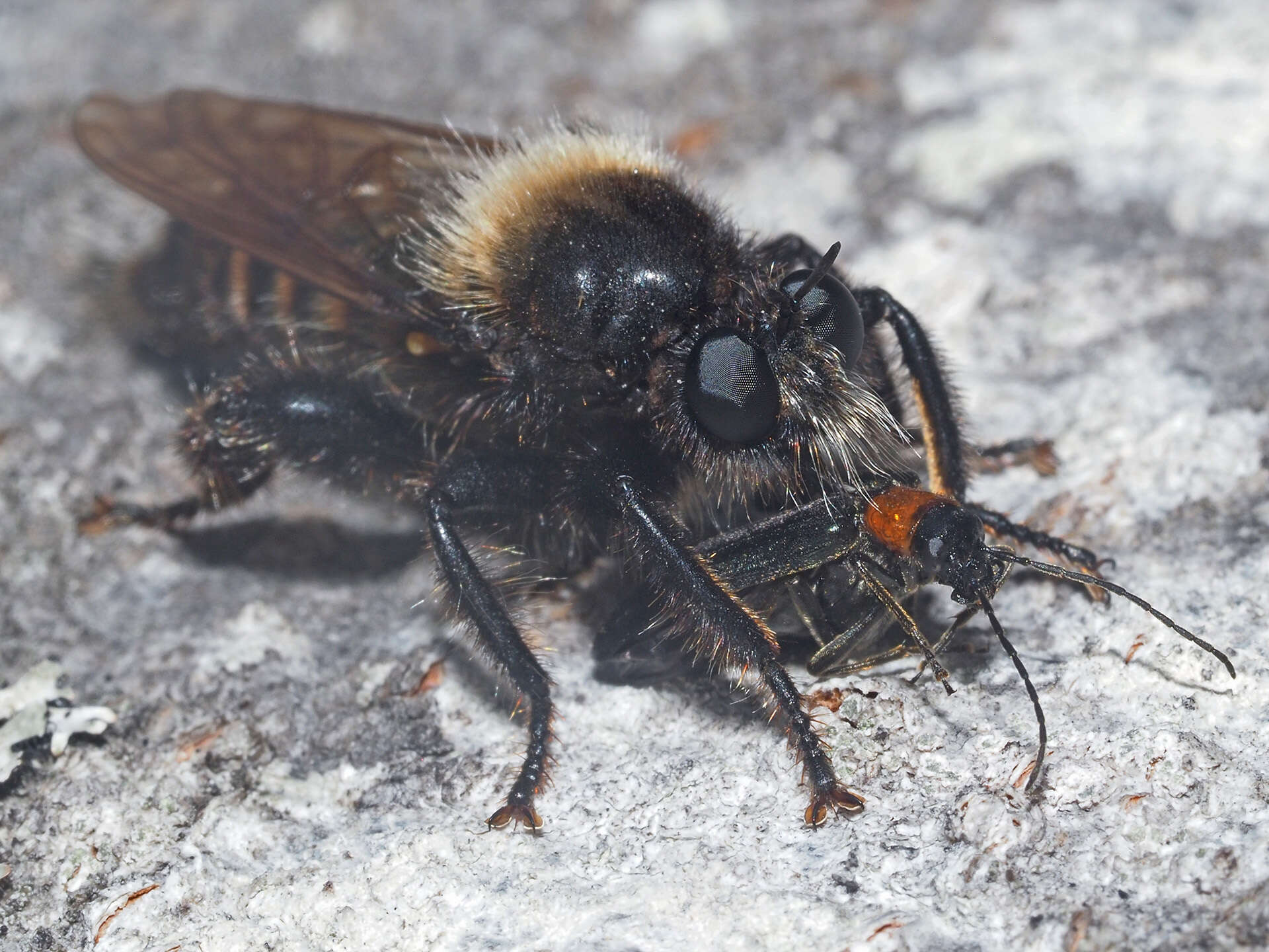 Image of Laphria ephippium (Fabricius 1781)