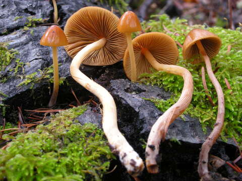 Imagem de Conocybe tenera (Schaeff.) Fayod 1889