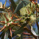 Eucalyptus cornuta Labill. resmi