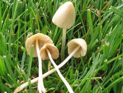 Image of White Dunce Cap